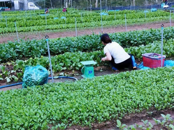 CÔNG TY TNHH THỰC PHẨM HAPPY FARM